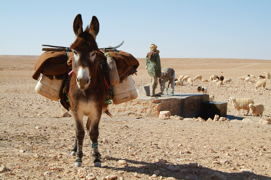 Donkey in the Sahara